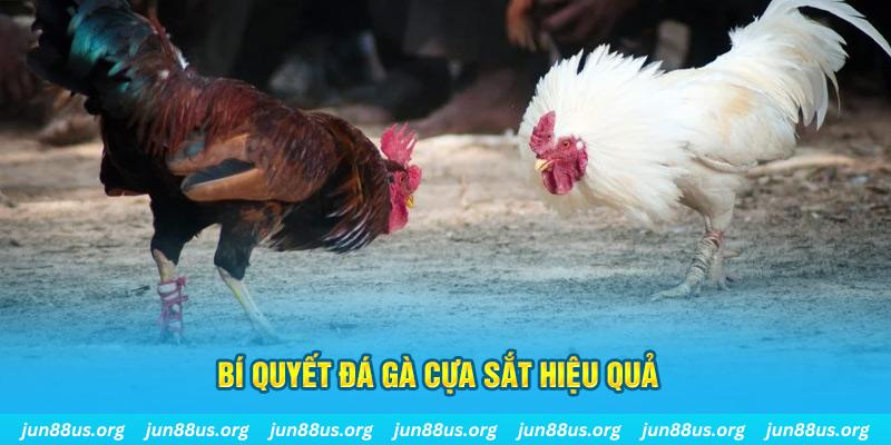 mcw87 đá gà cựa dao