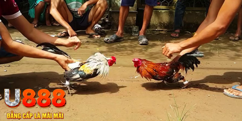 mcw87 đăng nhập mậu binh rút tiền nhanh
